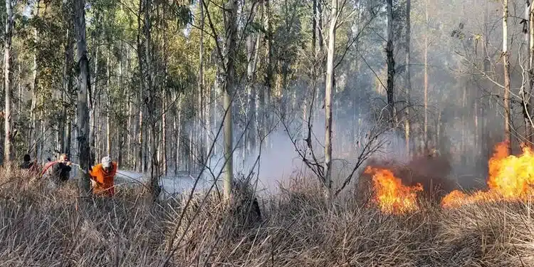 Mersinde orman yangini