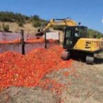 Bursa'da bir çiftçi 30 ton domatesi yere döktü.