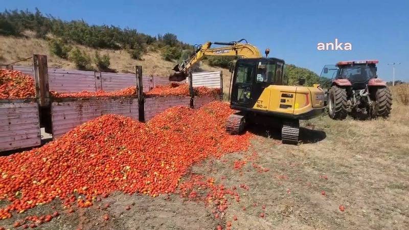 Bursa'da bir çiftçi 30 ton domatesi yere döktü.