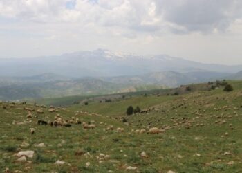 Siirt'te operasyon bölgesinde gözaltı terörü