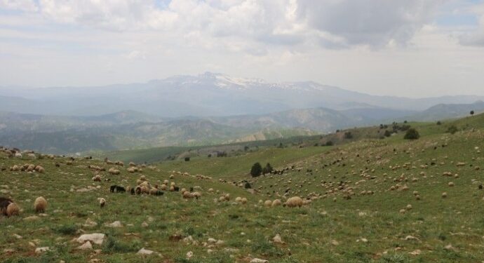 Siirt'te operasyon bölgesinde gözaltı terörü